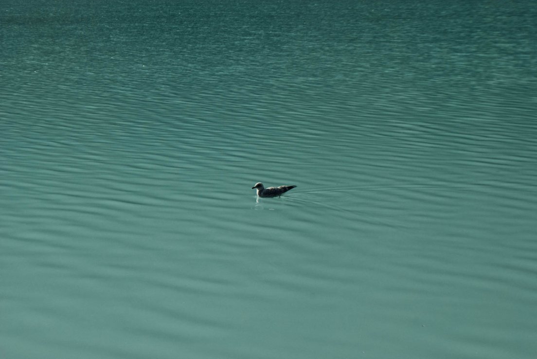 A bird floating on the turquoise waters of Lake Louise on a sunny morning, Banff National Park, Lake Louise #010, 1st august 2016 A bird floating on the turquoise waters of Lake Louise on a sunny morning