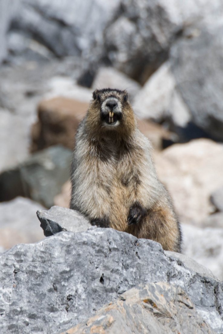 Groundhog showing its teeth on the Three Glaciers Trail, Banff National Park, Lake Louise #051, 1st august 2016 Groundhog showing its teeth on the Three Glaciers Trail