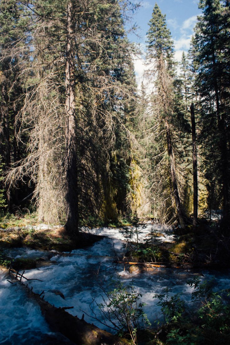 Stream across the forest on the Tramline Trail, Banff National Park, Lake Louise #093, 1st august 2016 Stream across the forest on the Tramline Trail