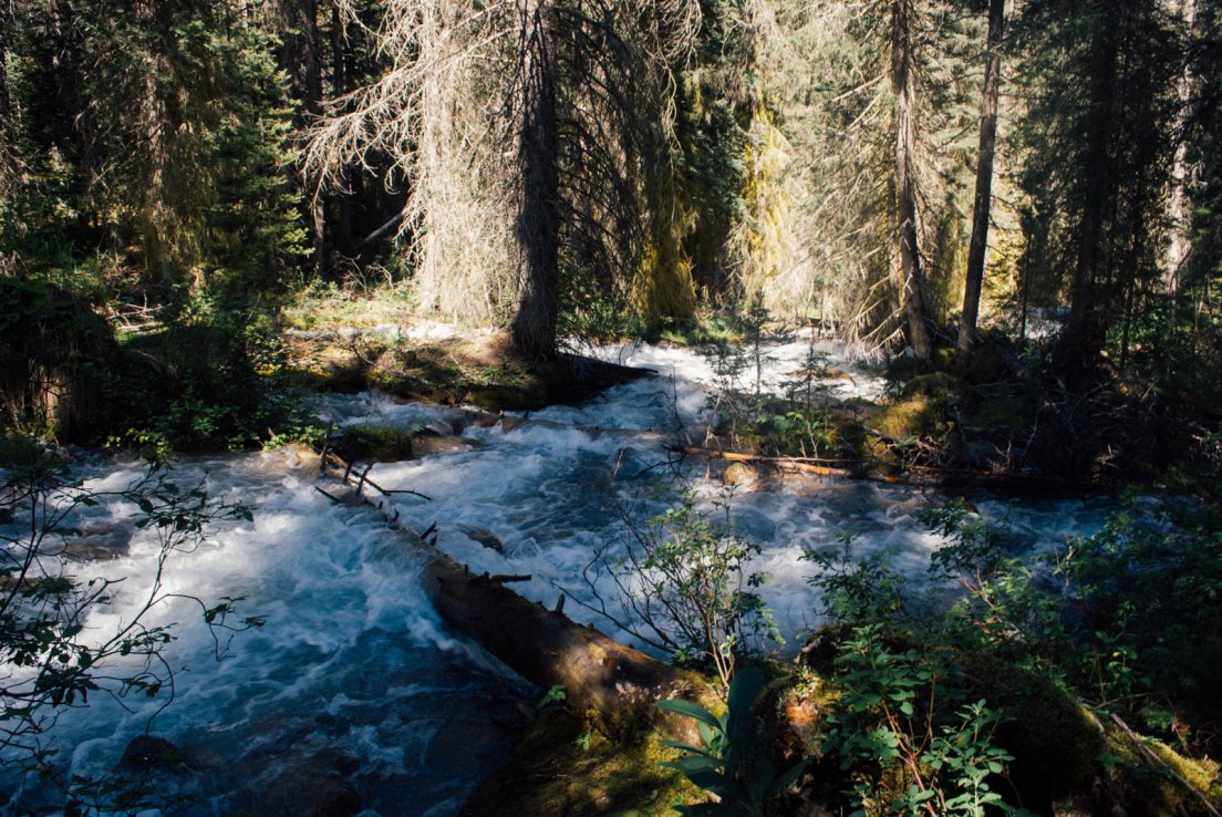Stream across the forest on the Tramline Trail, Banff National Park, Lake Louise #094, 1st august 2016 Stream across the forest on the Tramline Trail
