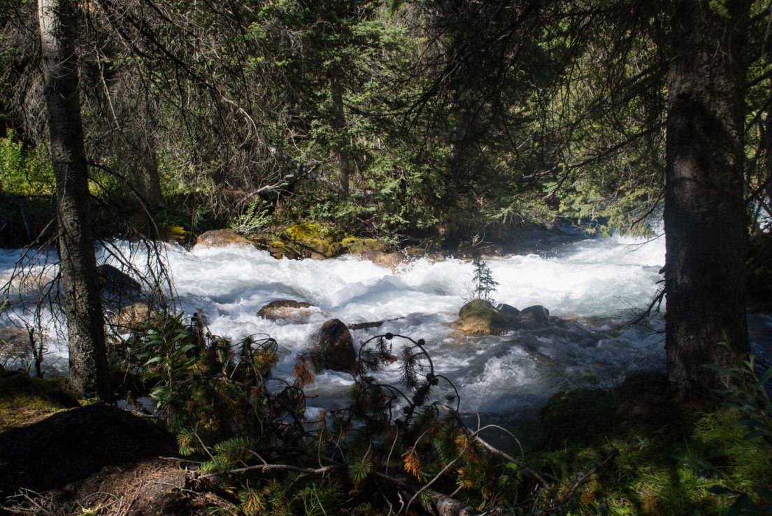 Stream across the forest on the Tramline Trail, Banff National Park, Lake Louise #096, 1st august 2016 Stream across the forest on the Tramline Trail