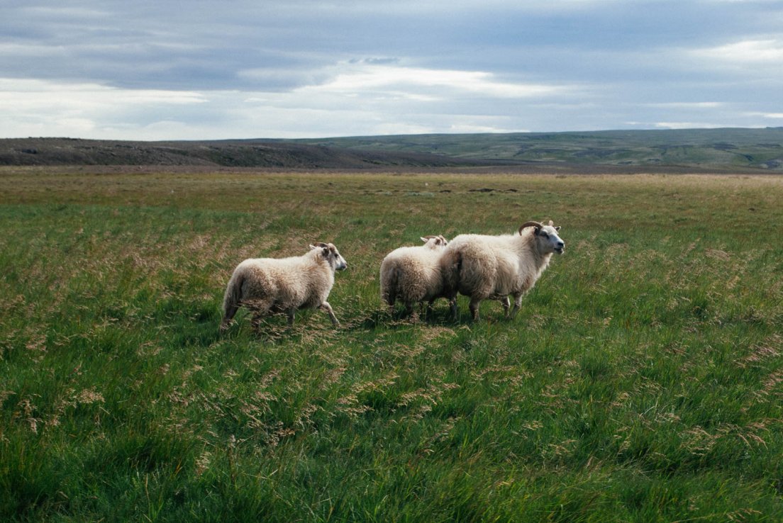 Three sheeps