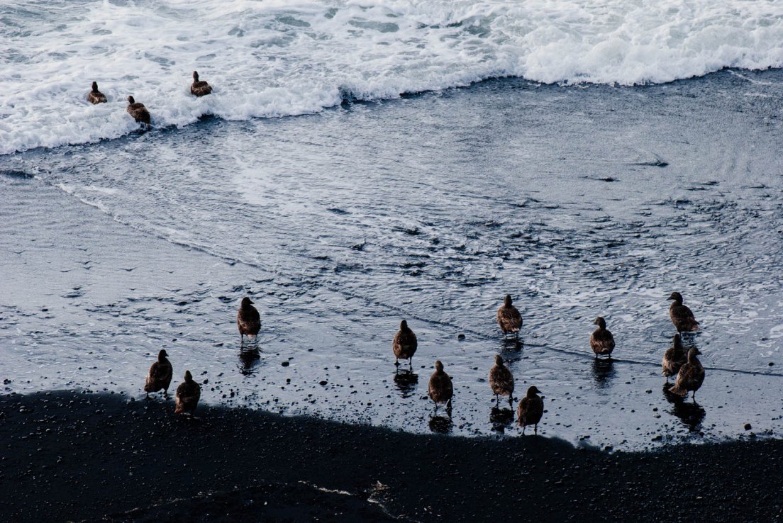Ducks on the shore and crashing waves of Reynisfjar black sand beach