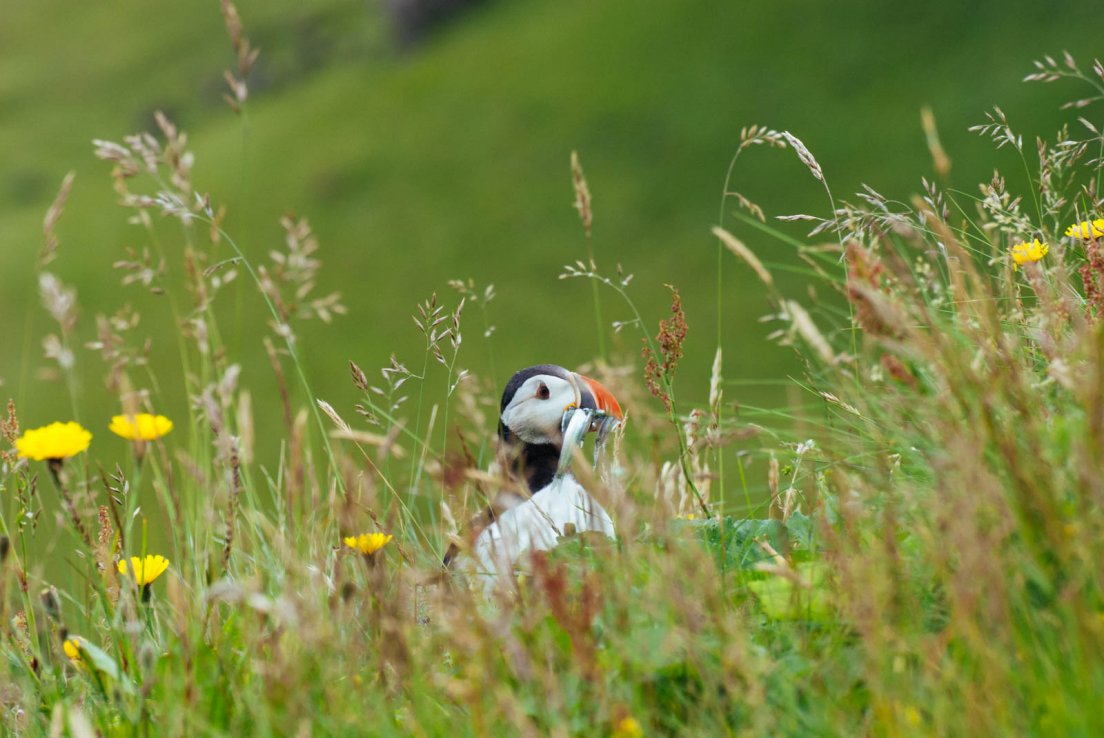 Puffin with a fish in its beak