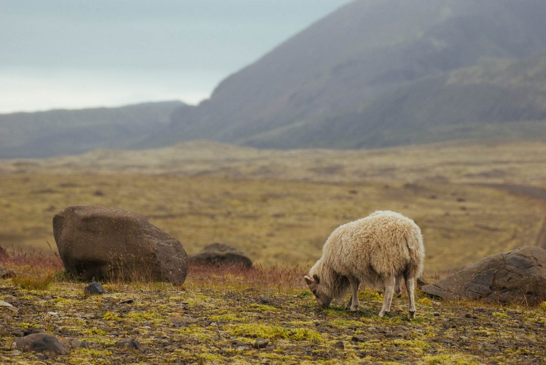 Sheep eating moss