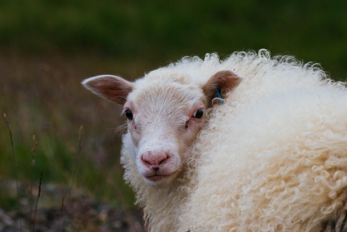 Portrait of a sheep, East fjords #009, Iceland, 1st august 2017 Portrait of a sheep