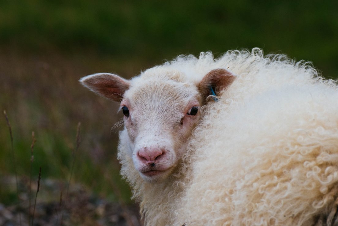 Portrait of a sheep