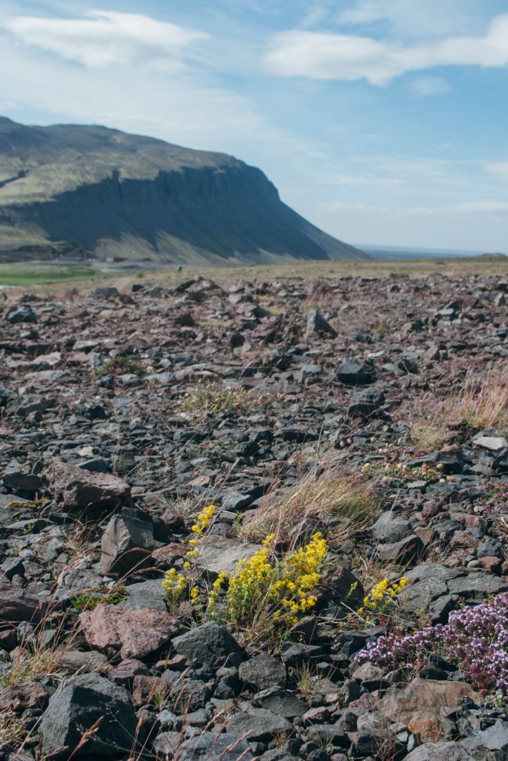 Yellow and purple flowers in a lava desert, Hekla volcano #002, Iceland, 28 july 2017