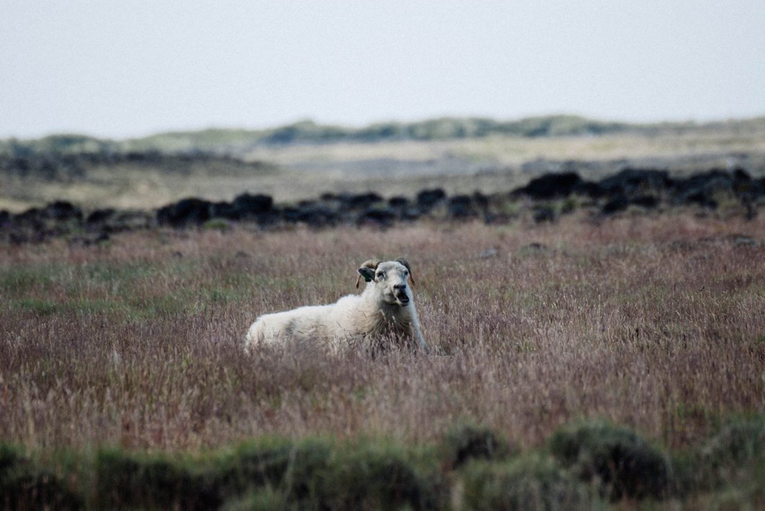 Sheep baa-ing in a tall grass meadow