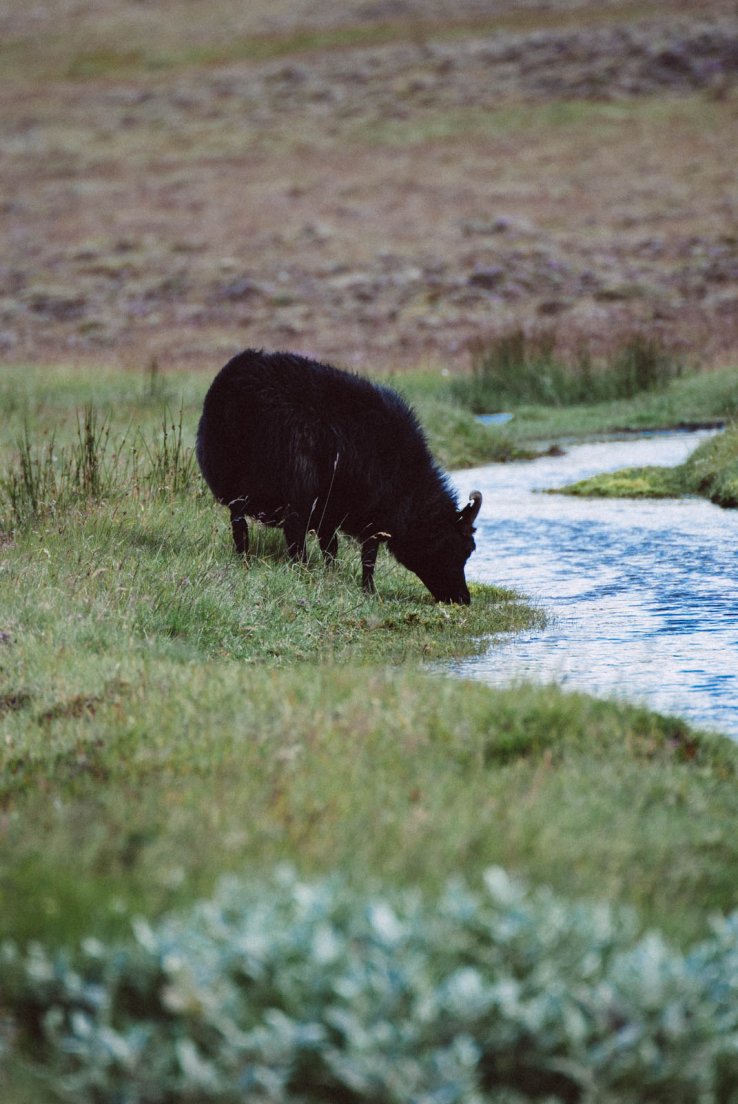 A black sheep eating grass next to a stream
