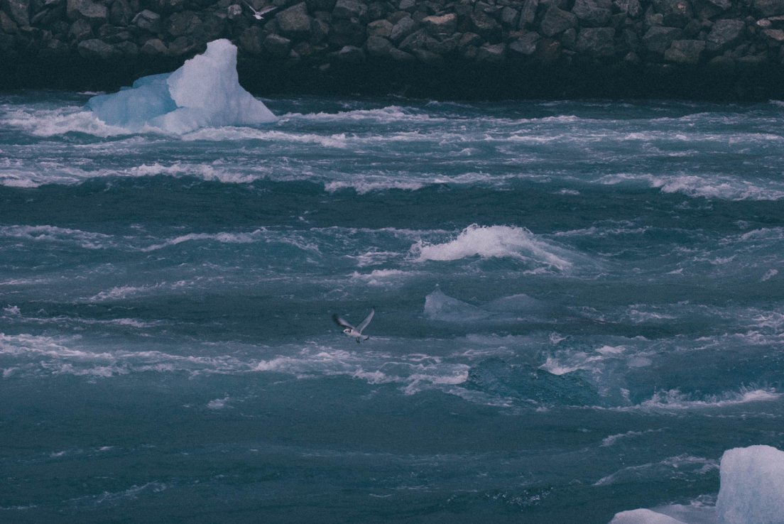 Seagull flying above the stream going from the glacier to the sea