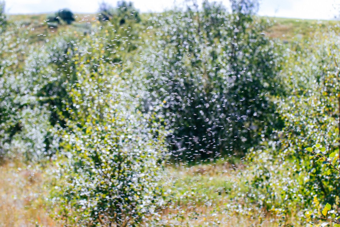 Impressionist landscape in a swarm of midges