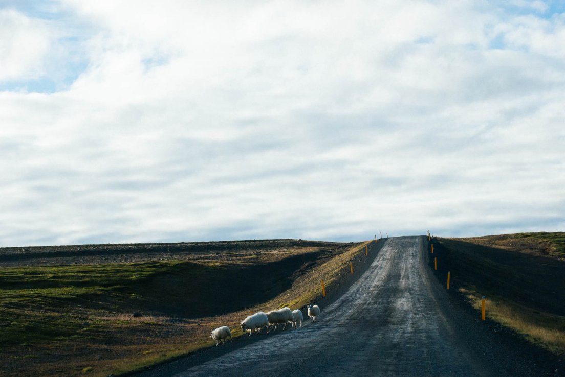 Sheeps crossing the road, Námafjall #020, Iceland, 3rd august 2017 Sheeps crossing the road