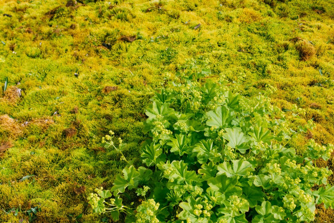 Moss and angelica, Road to Mývatn #004, Iceland, 3rd august 2017 Moss and angelica