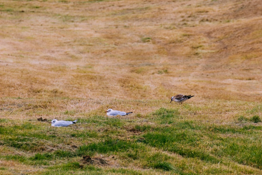 Artic terns nesting in the grass