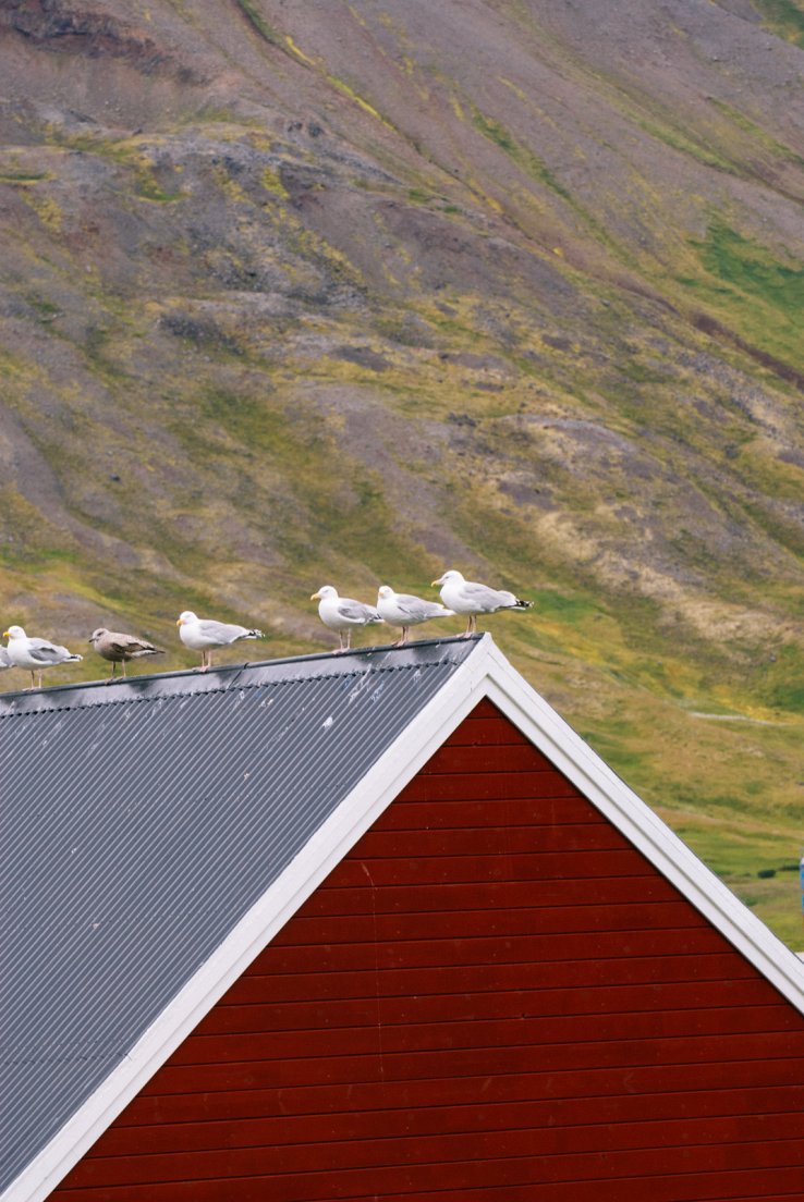 Seagulls lining up on the roof of the fishery