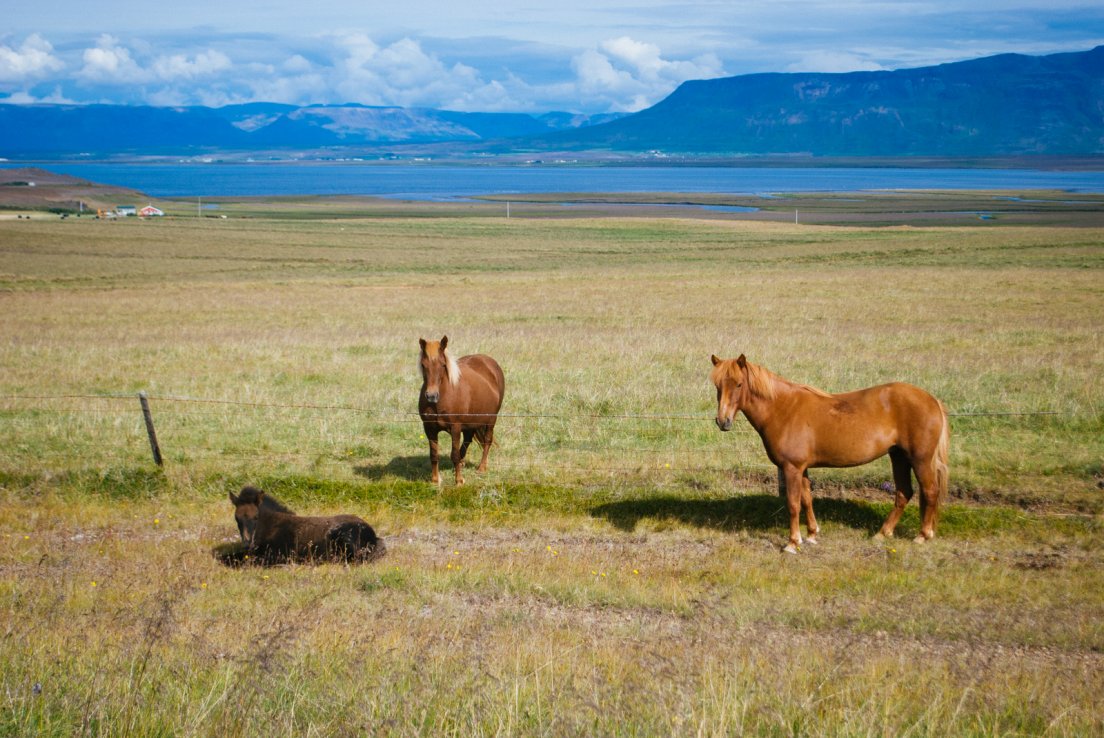 Horses of chestnut and bay coats basking in the sun, Vatnsnes peninsula #001, Iceland, 6 august 2017, fév. 2020