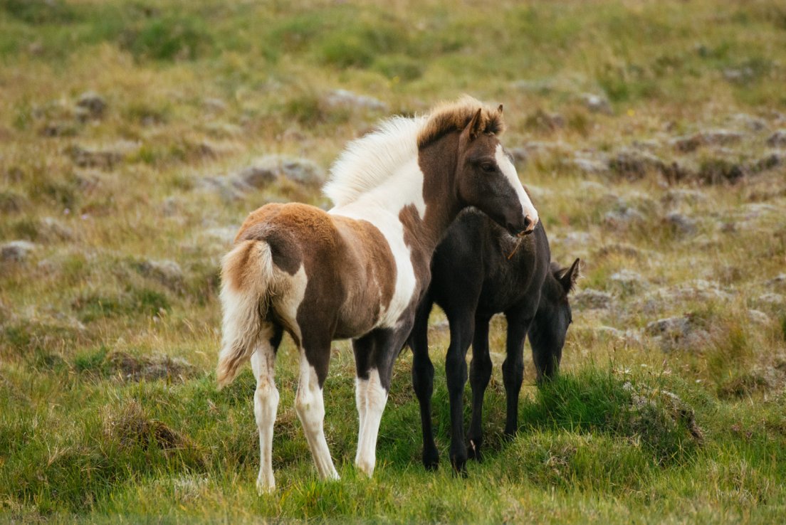 A pinto foal and a bay one grazing