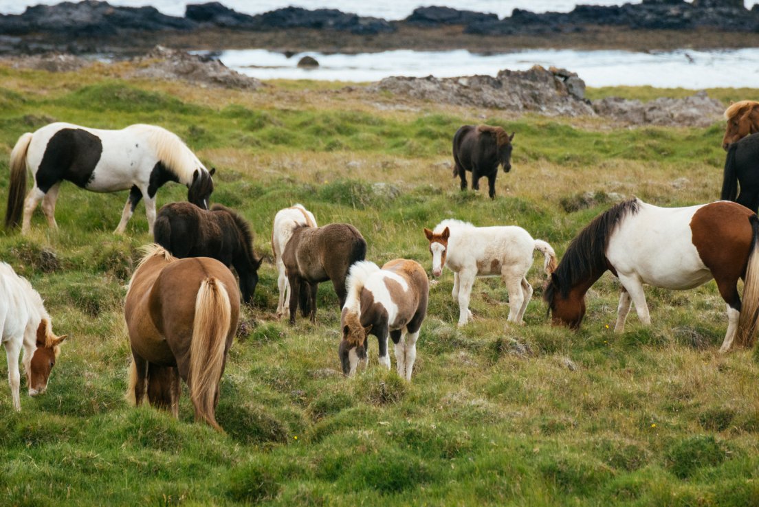 Pinto horses and foals grazing