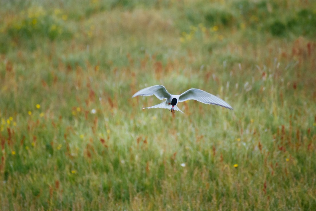 Arctic tern in flight holding a fish above the meadow