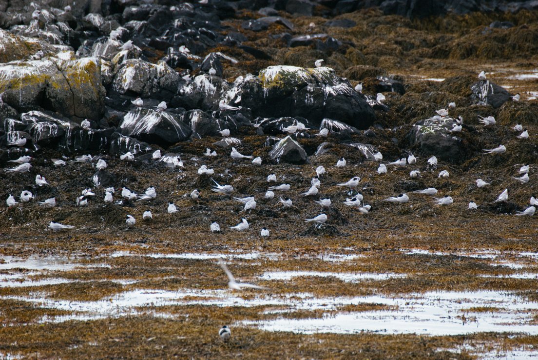 Arctic terns nesting in the bay with copious amounts of guano