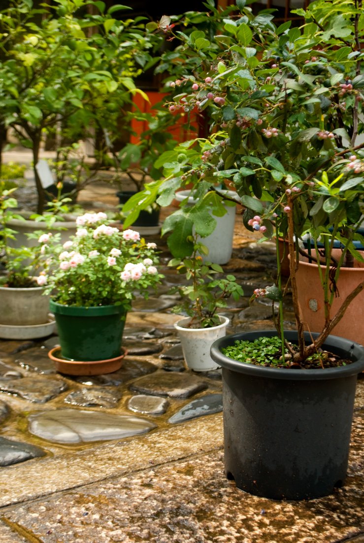 kyoto3007_093.jpg, juillet 2011