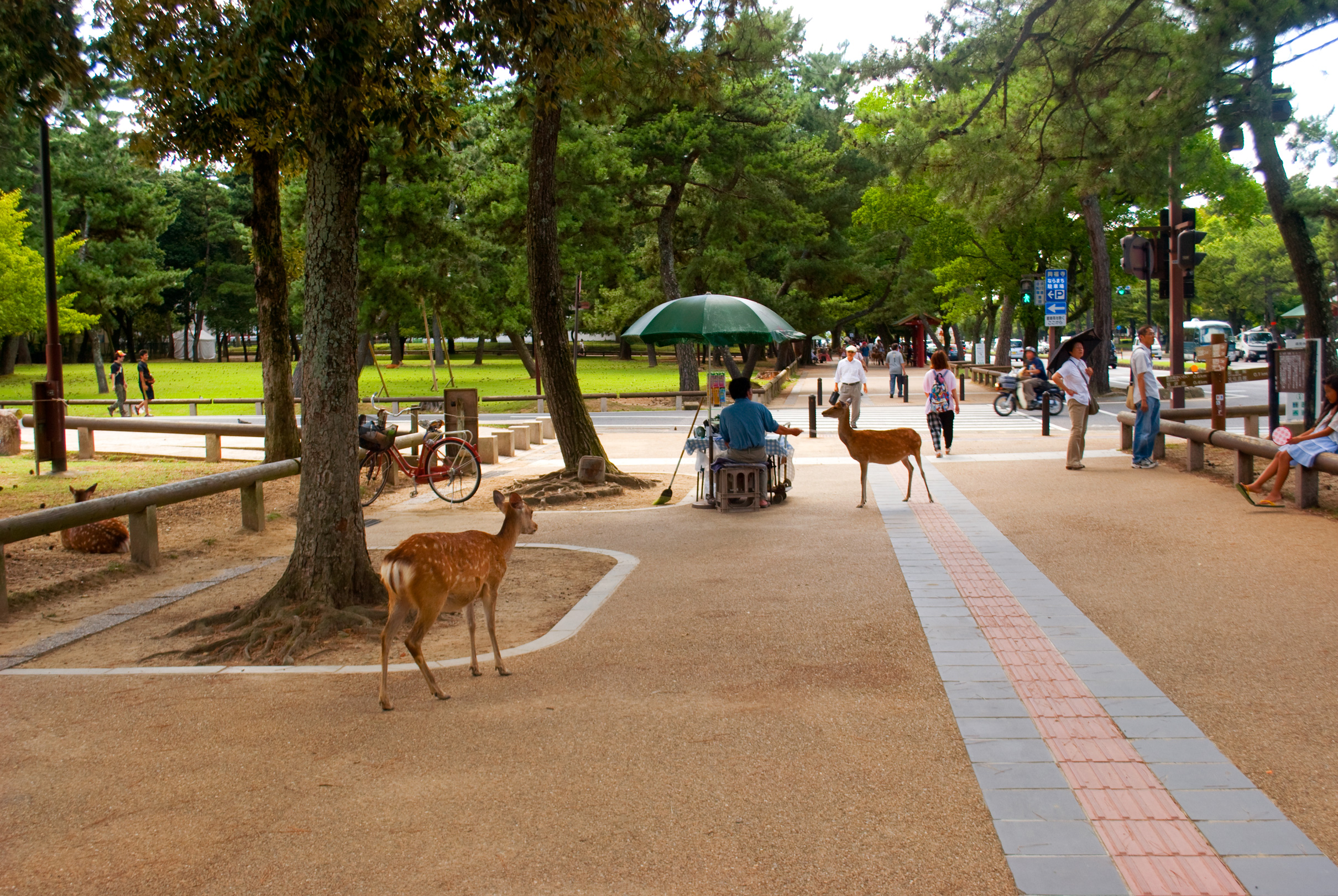 nara0408_007.jpg, août 2011