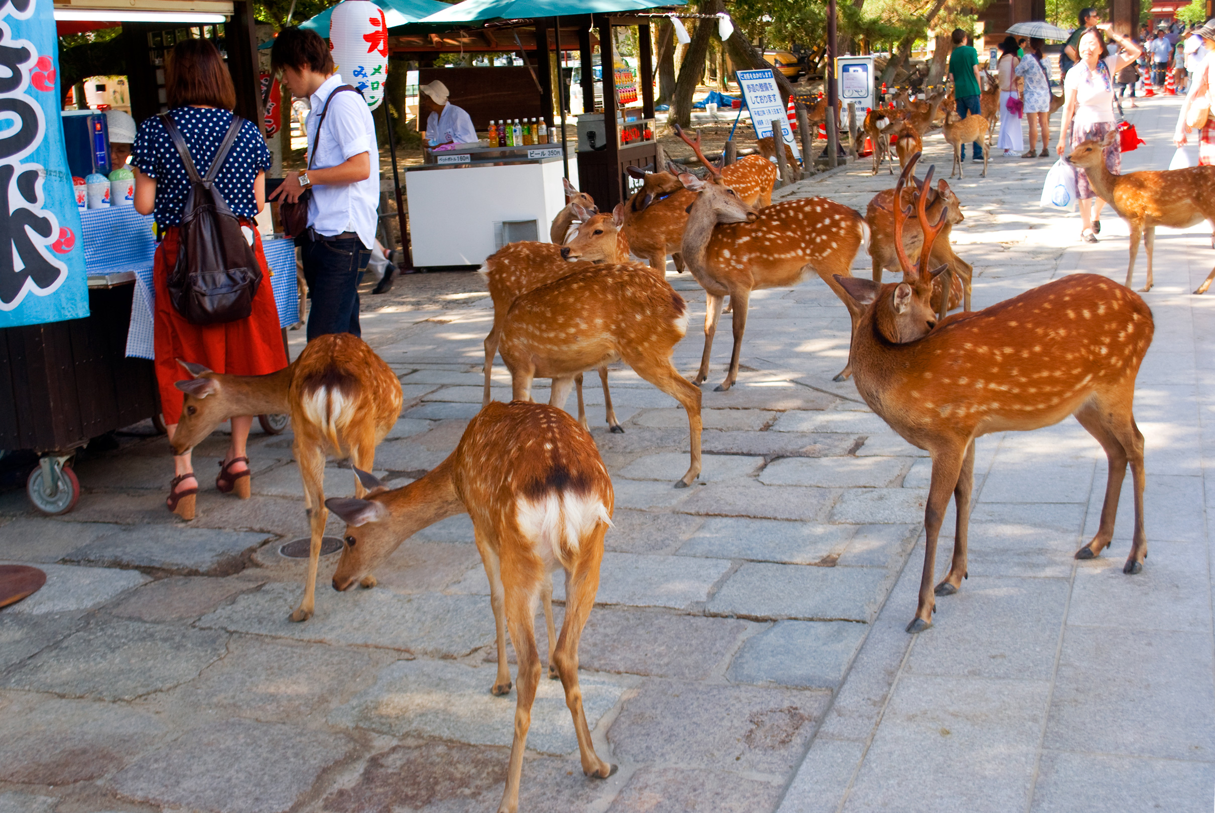nara0408_014.jpg, août 2011