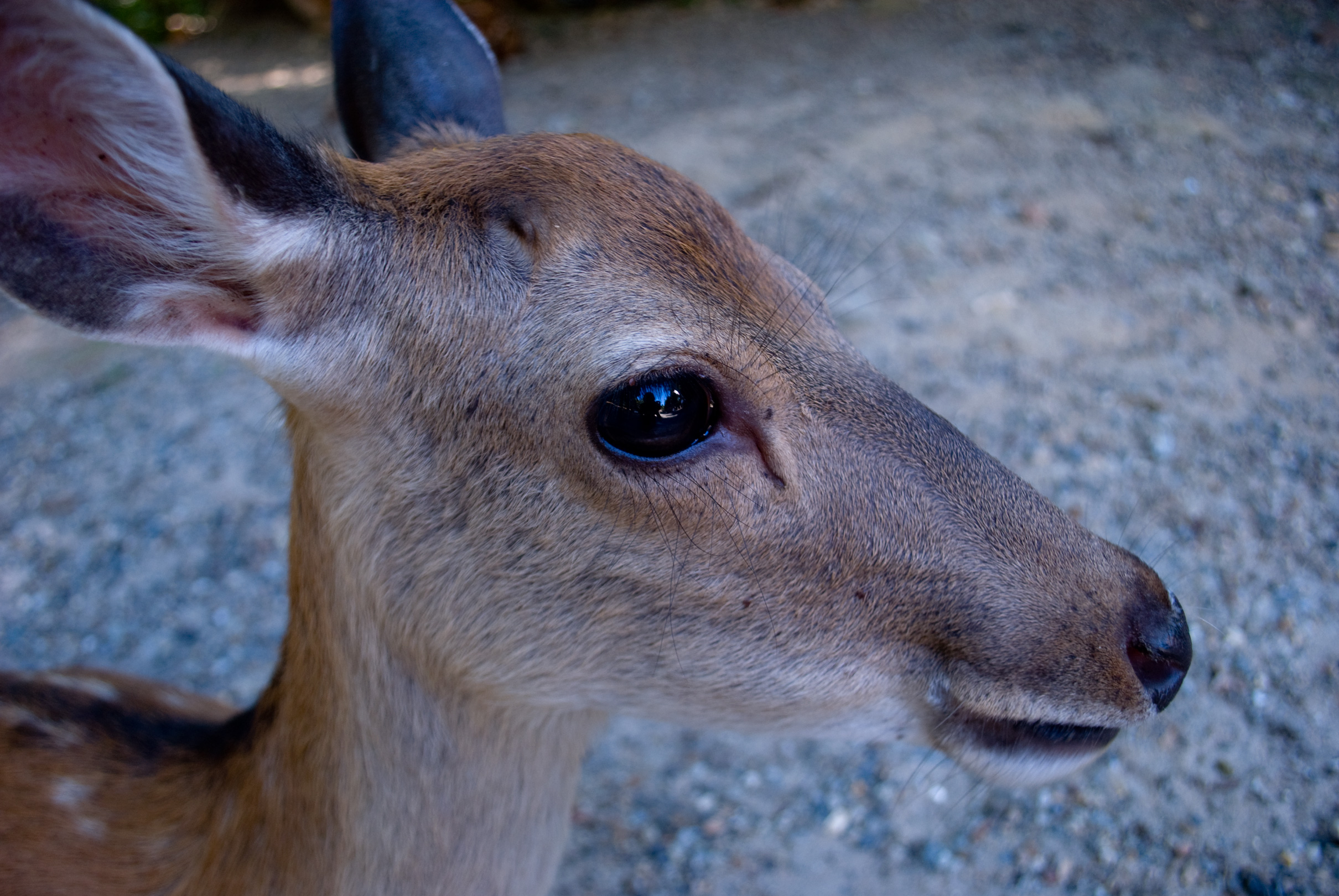 nara0408_096.jpg, août 2011