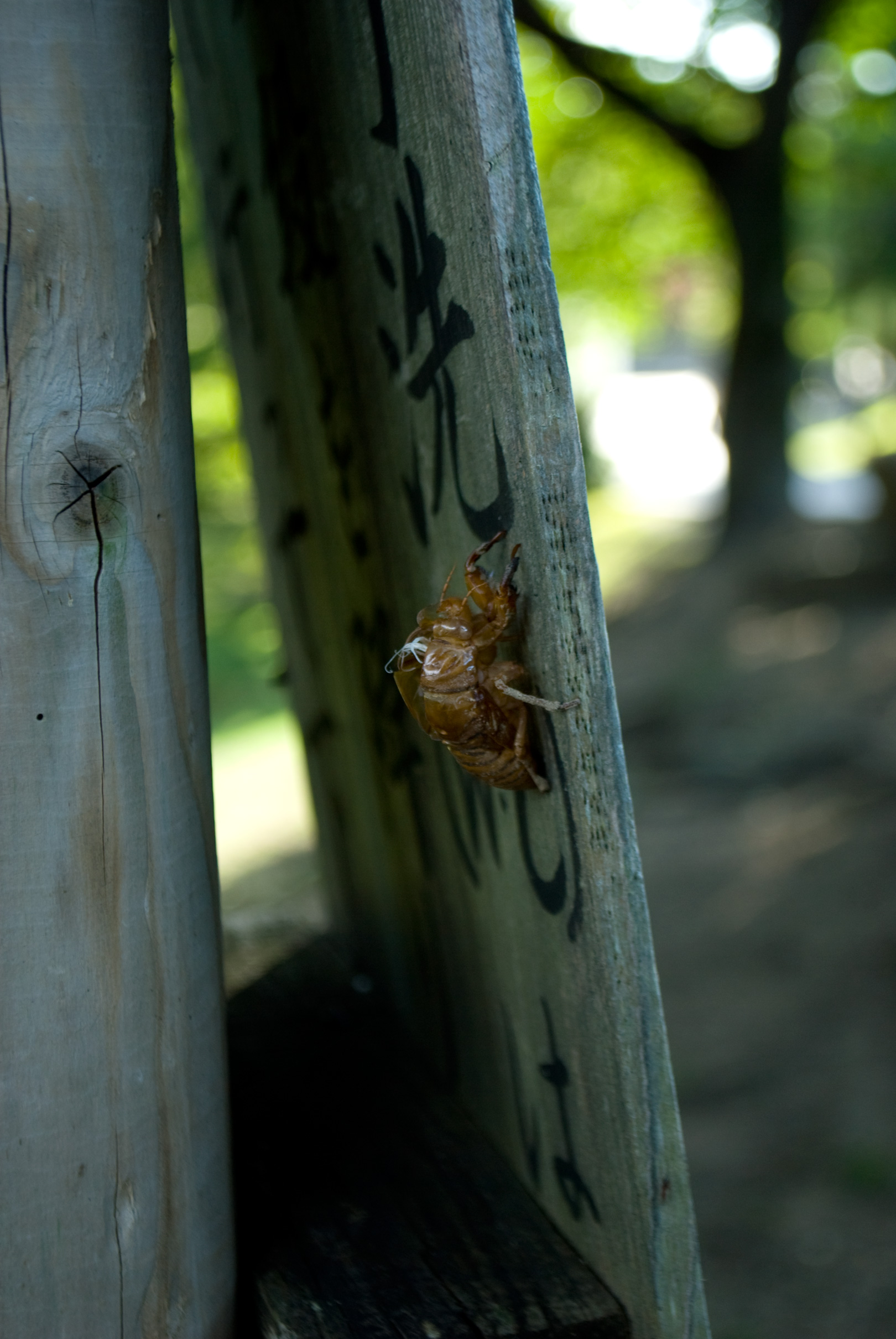 nara0408_113.jpg, août 2011