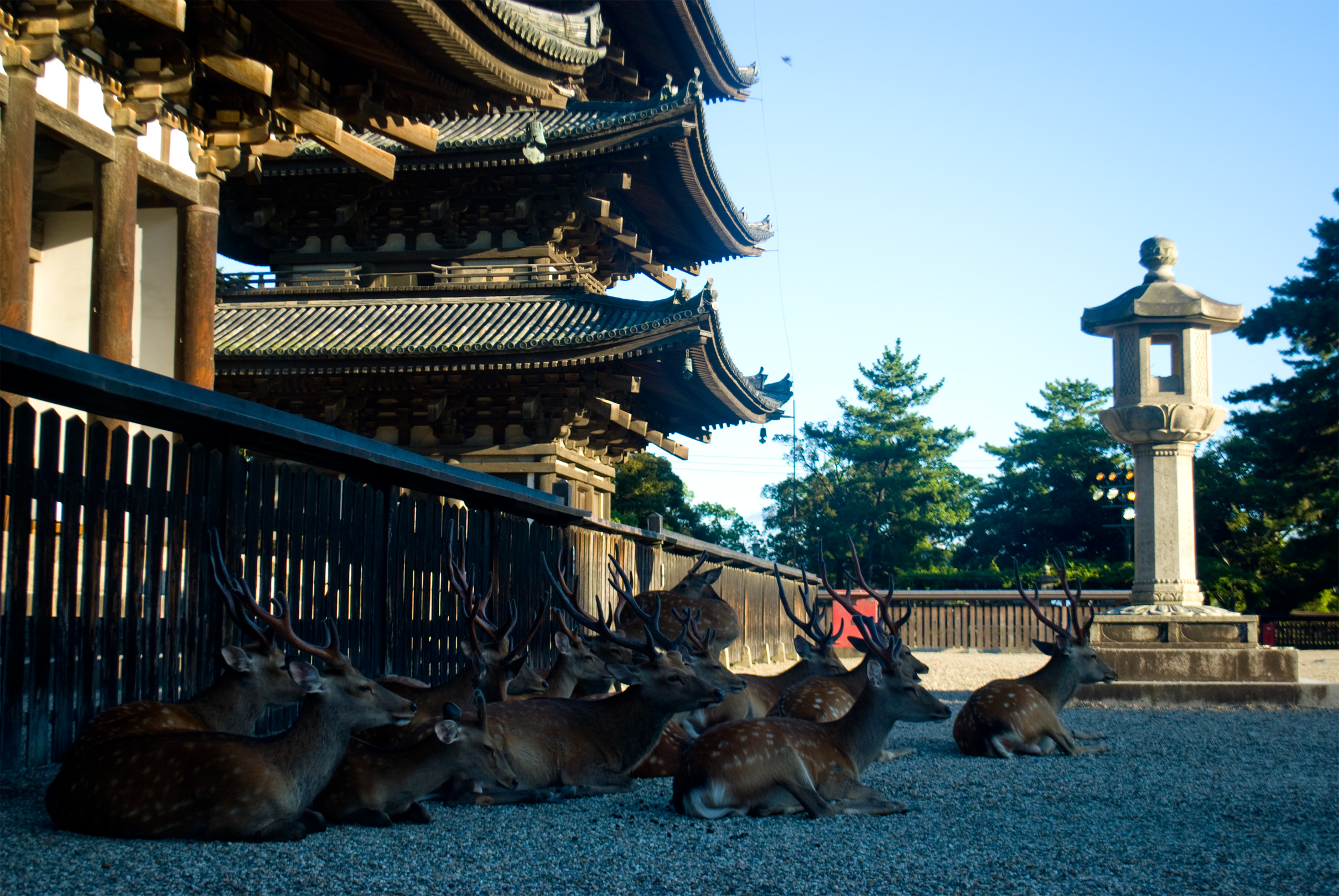 nara0408_145.jpg, août 2011