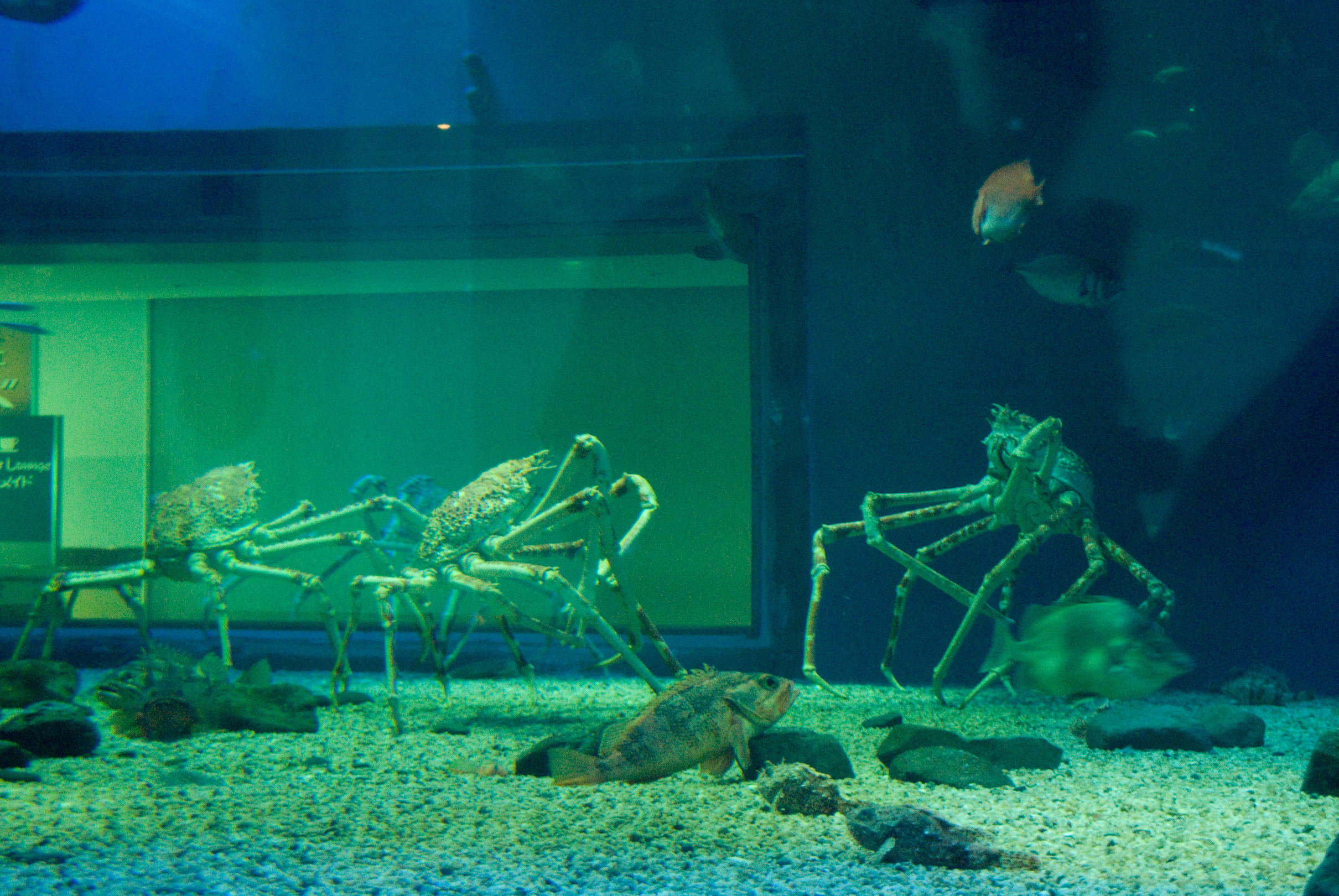 osaka0608_129.jpg, 6 août 2011