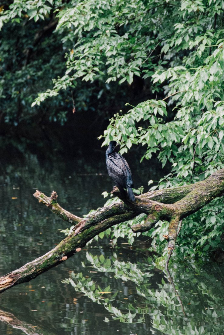 A black bird sitting by the pond