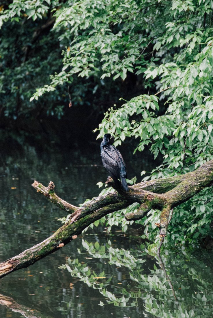 A black bird sitting by the pond, Ascension du Fushimi Inari #012, 11 may 2016 A black bird sitting by the pond
