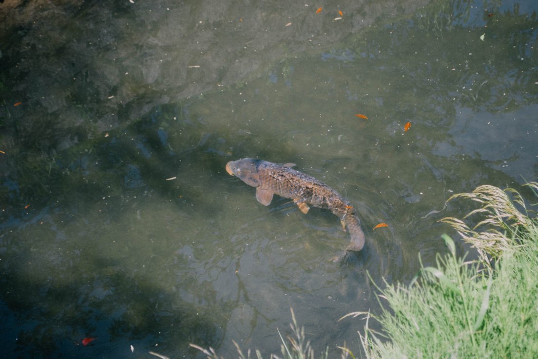 A Koi carp and small red fishes in the canals