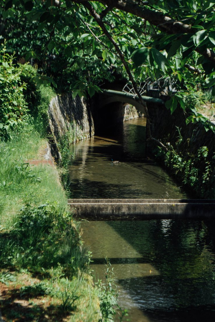 A canal surrounded by vegetation with the sun beaming through
