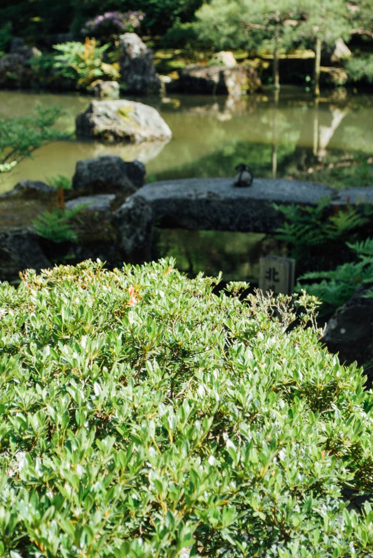Detail of a tailored bush near an out-of-focus pond in the gardens, First day in Kyoto #015, Ginkaku-ji, Kyoto, Japan, 08 may 2016 Detail of a tailored bush near an out-of-focus pond in the gardens