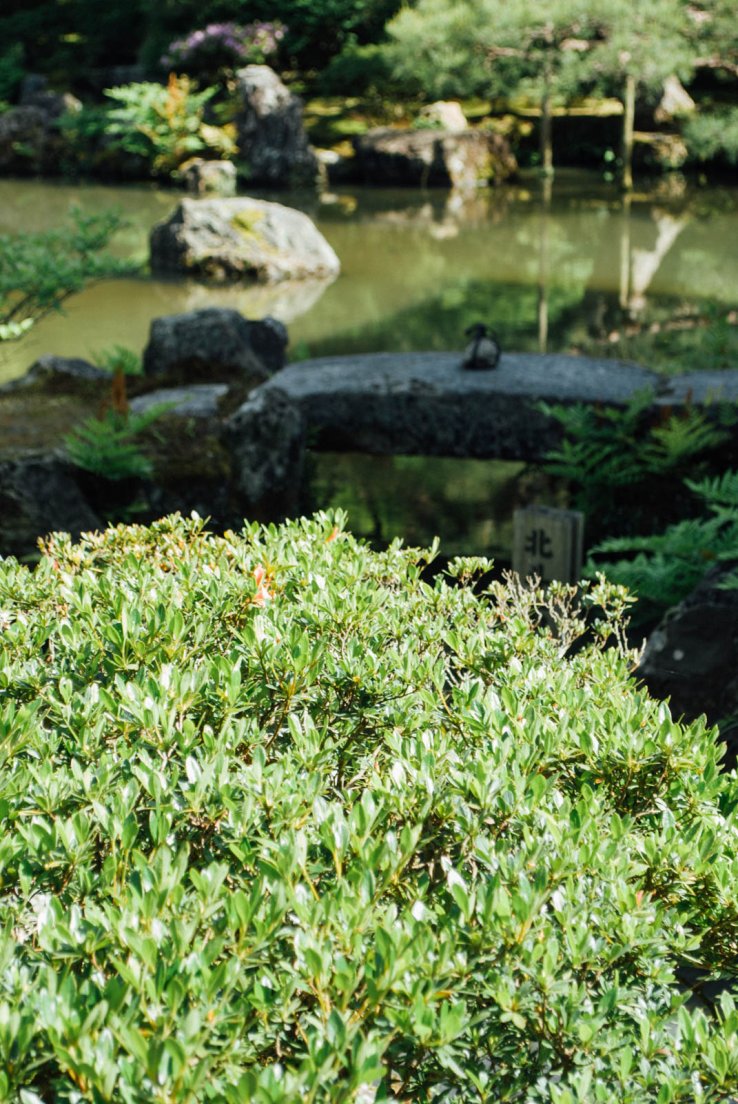 Detail of a tailored bush near an out-of-focus pond in the gardens