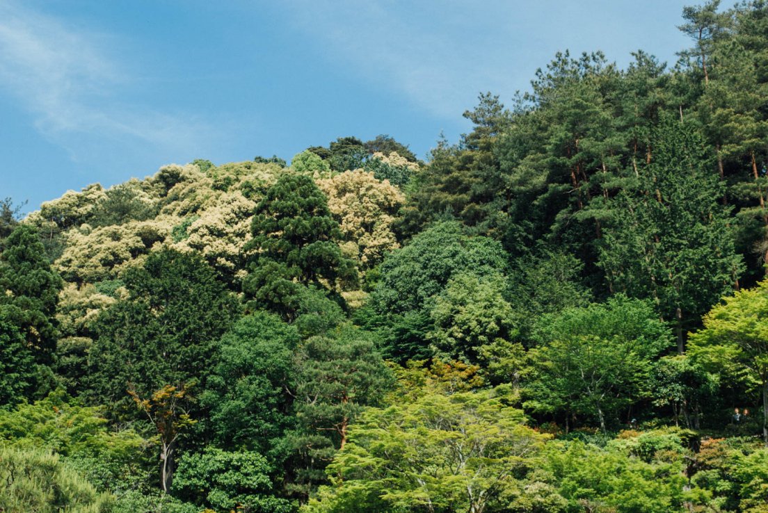 Hills and forest behind the temple