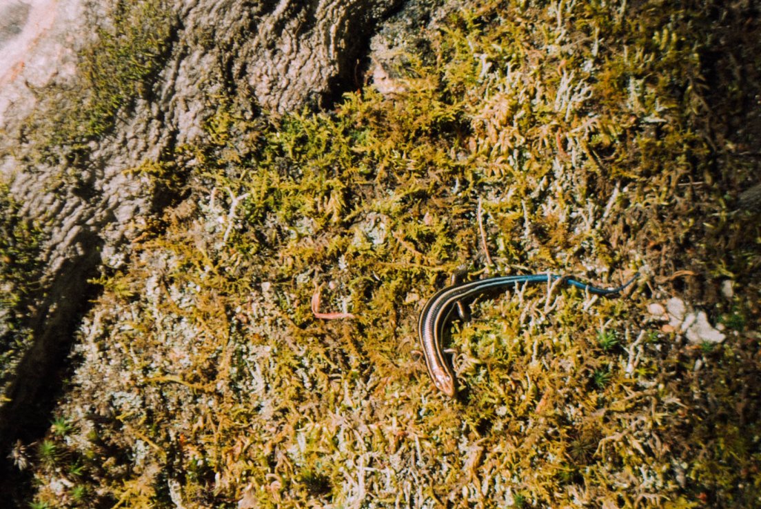Lizard with black stripes over a yellow body in the front but blue at the rear, standing in moss, First day in Kyoto #020, Ginkaku-ji, Kyoto, Japan, 08 may 2016 Lizard with black stripes over a yellow body in the front but blue at the rear, standing in moss