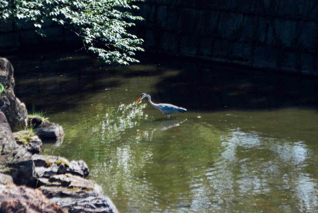 Heron in the castle moats, Nijō-jo castle #014, 13 may 2016 Heron in the castle moats
