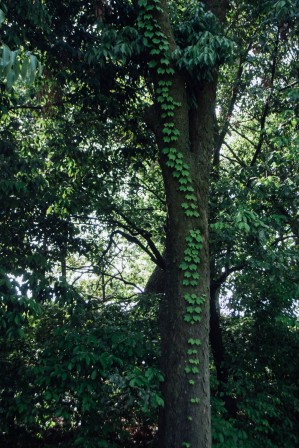 A single branch of ivy growing up on a tree