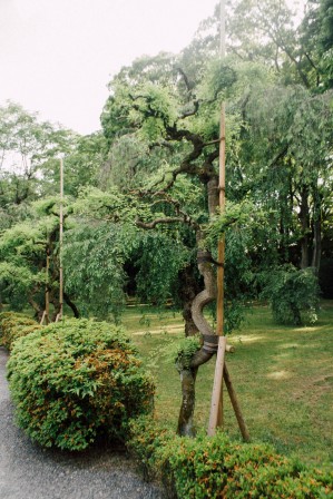 Tree twisted on its support, Nijō-jo castle #031, may 2016 Tree twisted on its support