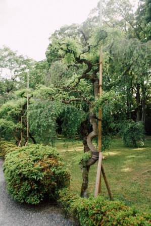 Tree twisted on its support