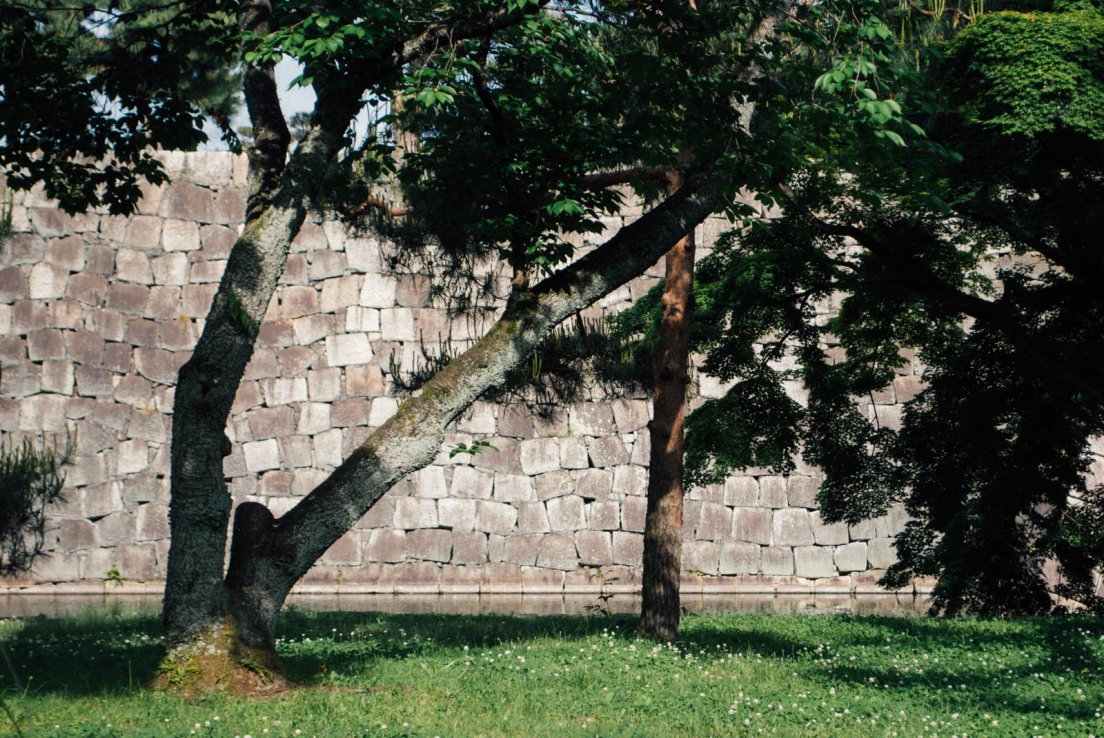 Trees with very straight or perfectly diagonal trunks, Nijō-jo castle #033, 13 may 2016 Trees with very straight or perfectly diagonal trunks