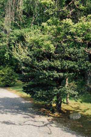 Trees, Nijō-jo castle #034, 13 may 2016 Trees