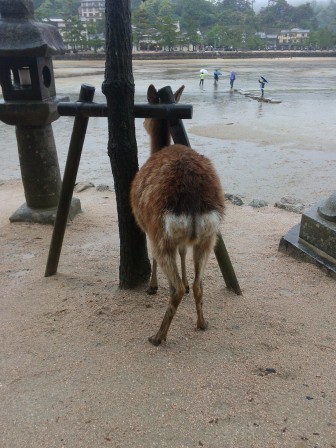 Deer with a curious habit, Miyajima, 10 may 2016 Deer with a curious habit