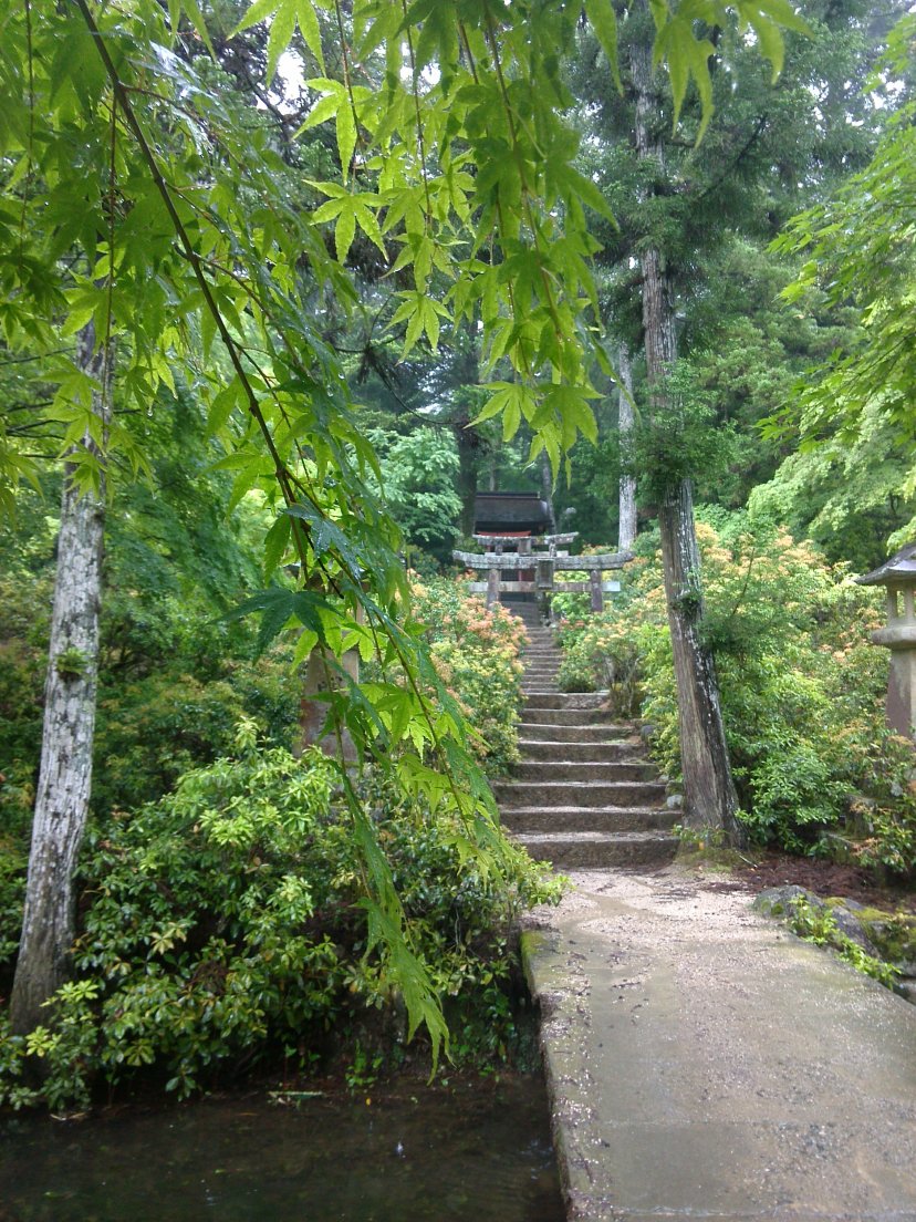 Green marple leaves, Miyajima, 10 may 2016 Green marple leaves