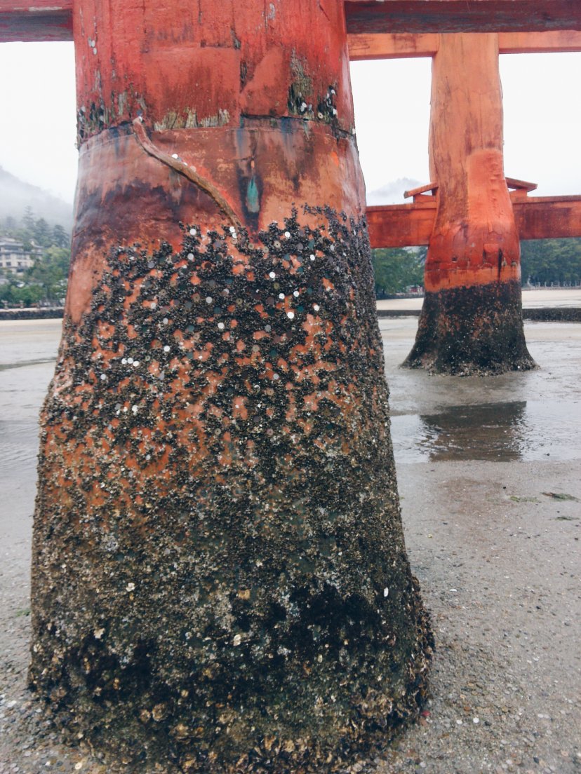 Pillar of the great torii with coins placed upon it, Miyajima, 10 may 2016 Pillar of the great torii with coins placed upon it