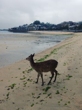 Deer on the beach, Miyajima, 10 may 2016 Deer on the beach
